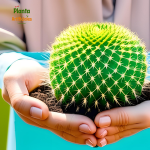 Lo Que Debes Saber Antes de Regalar un Cactus: ¿Artificial o Natural?